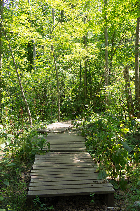 A boardwalk in the Hammond Pond Park, Newton Massachusetts